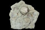 Blastoid (Pentremites) Fossil - Illinois #95947-1